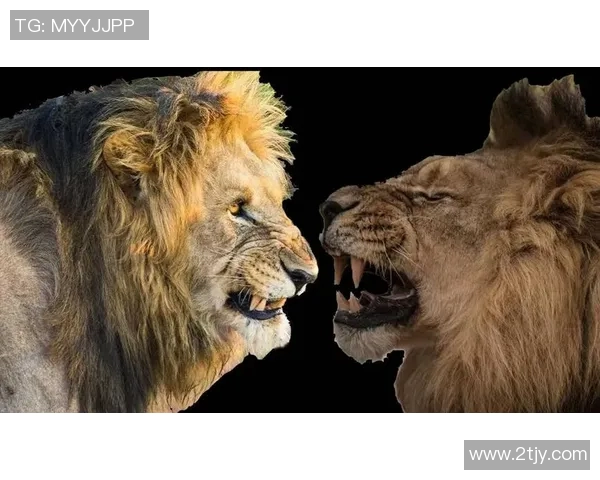 意趣足球明星的魅力与成就揭秘，谁才是球场上的真正王者